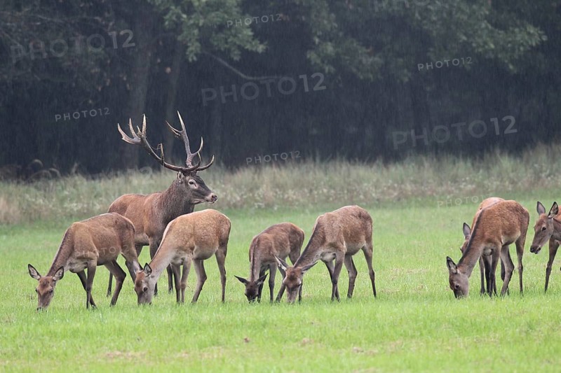 Red deer (Cervus elaphus) Red deer with its herd in the rain during the rut, Western Hungary, Hungary, Allgäu, Bavaria, Germany