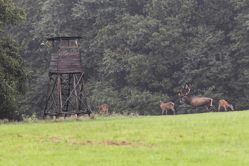 Red deer (Cervus elaphus) and bare deer in front of a raised hide in the rain during the rut, Western Hungary, Hungary, Allgäu, Bavaria, Germany