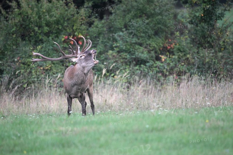 Red deer (Cervus elaphus) roaring during the rut, western Hungary, Hungary, Allgäu, Bavaria, Germany