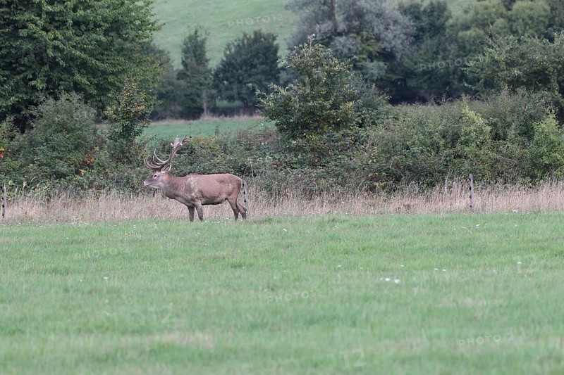 Red deer (Cervus elaphus) during the rut, Western Hungary, Hungary, Allgäu, Bavaria, Germany