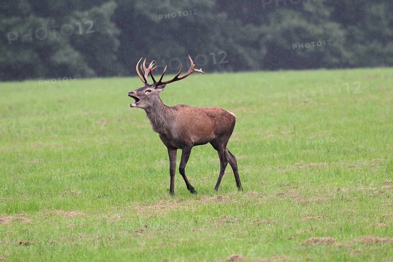 Red deer (Cervus elaphus) young stag in the rain, roaring during the rut, Western Hungary, Hungary, Allgäu, Bavaria, Germany