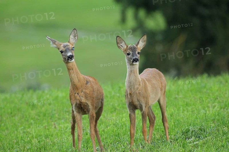 Roe deer (Capreolus capreolus) doe and fawn secure in the meadow, doe with eye injury, Allgäu, Bavaria, Germany, Allgäu, Bavaria, Germany
