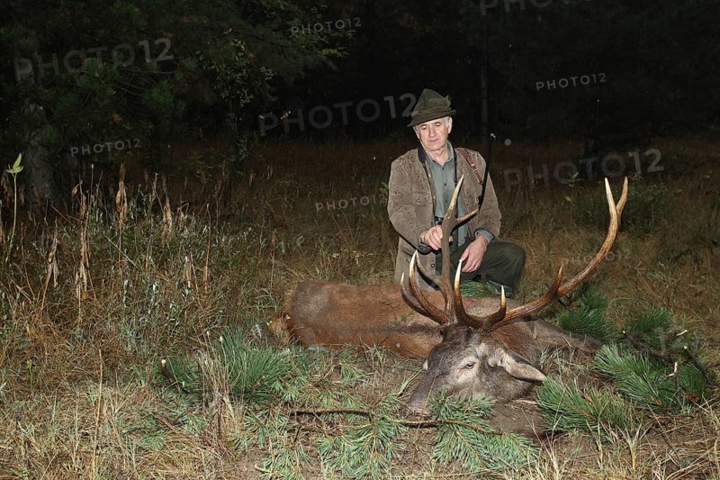 Red deer (Cervus elaphus) shot in the rain during the rut, western Hungary, Hungary, Allgäu, Bavaria, Germany