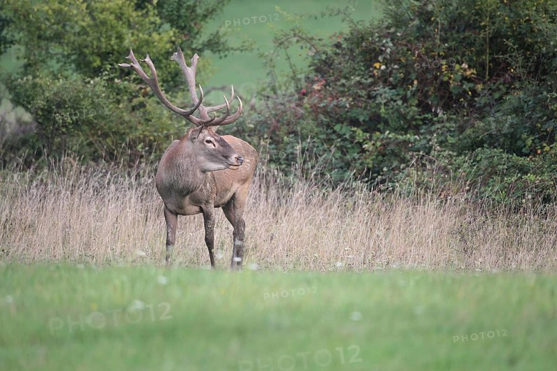 Red deer (Cervus elaphus) during the rut, Western Hungary, Hungary, Allgäu, Bavaria, Germany