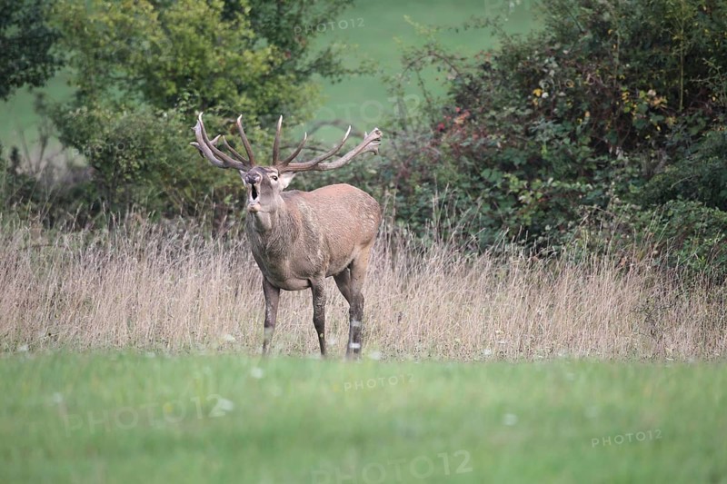 Red deer (Cervus elaphus) roaring during the rut, western Hungary, Hungary, Allgäu, Bavaria, Germany