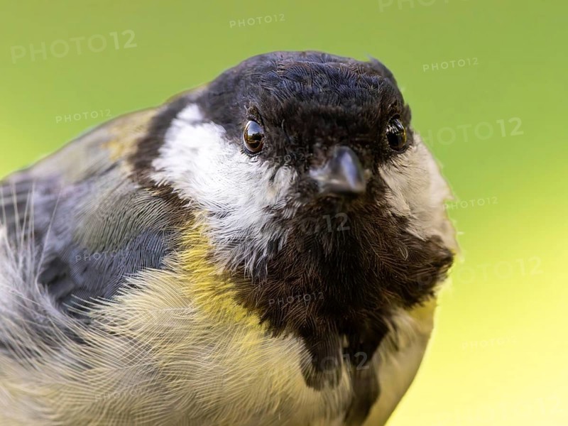 Great tit (Parus major) portrait of the head shown in frontal view, orchard, Baden-Württemberg, Germany