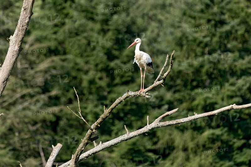 White stork (Ciconia ciconia), white stork, clapper stork standing on a dead tree at the edge of the forest, Bobenhausen, Ranstadt, Wetterau, Hesse, Germany