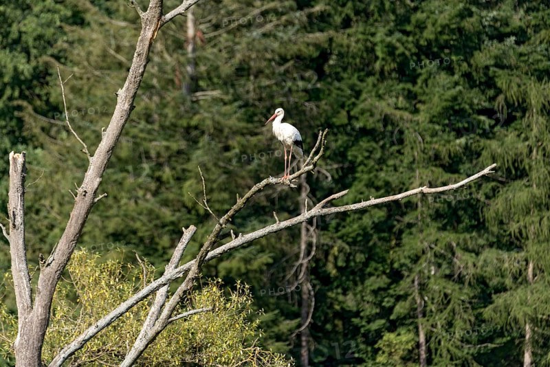 White stork (Ciconia ciconia), white stork, clapper stork standing on a dead tree at the edge of the forest, Bobenhausen, Ranstadt, Wetterau, Hesse, Germany
