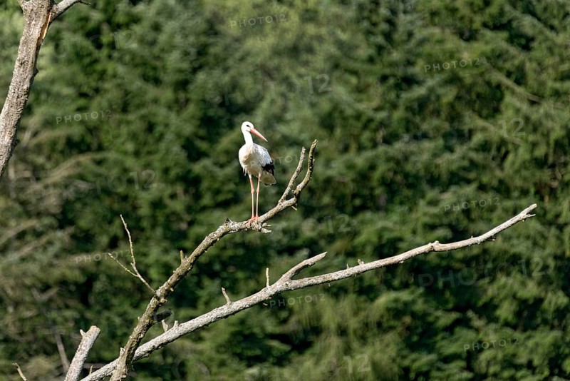 White stork (Ciconia ciconia), white stork, clapper stork standing on a dead tree at the edge of the forest, Bobenhausen, Ranstadt, Wetterau, Hesse, Germany