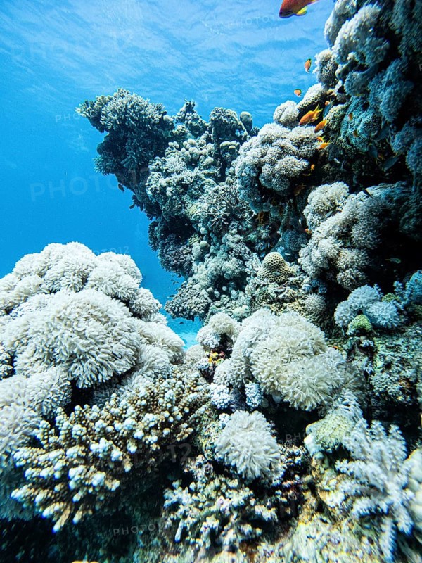 Red Sea, underwater, scuba, coral reef, Egypt, Hurghada, view upwards, white, clear water, habitat, ecosystem