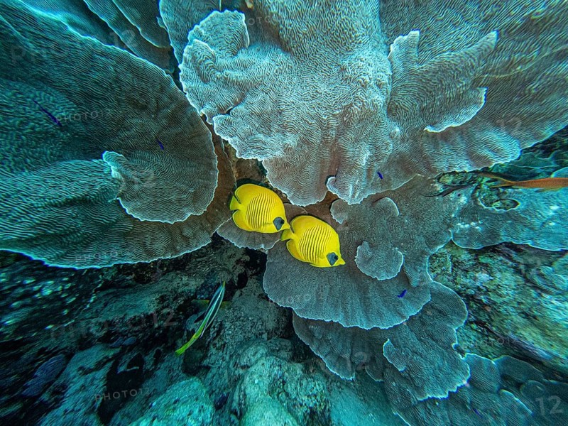 Red Sea, underwater, scuba, coral reef, Egypt, Hurghada, clear water, habitat, ecosystem, yellow fish, batfish, couple, marriage, together