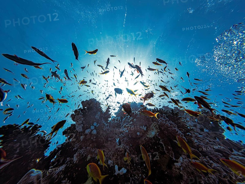 Bannerfish, Red Sea, underwater, scuba, coral reef, Egypt, Hurghada, view upwards, scenery