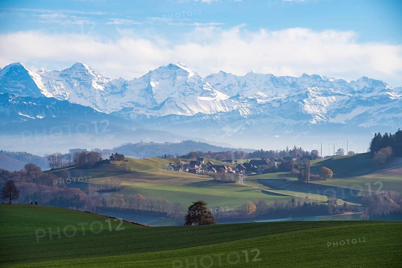 Triumvirate, Alps, Bernese Oberland, layers, Gurtendorf, view, tree, focus, solitair, centre, tourism, Bern, SChweiz, panorama, outlook