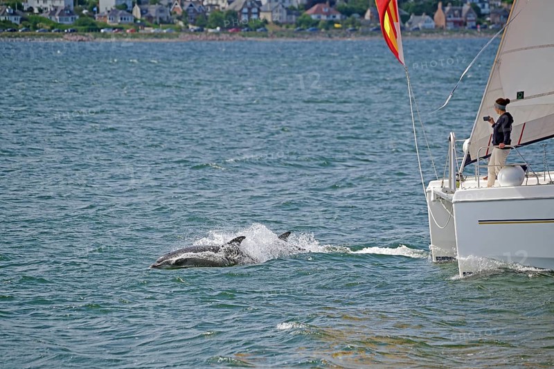 Two dolphins swimming next to a sailing boat in the blue sea, Moray Firth, Inverness, Scotland, Great Britain