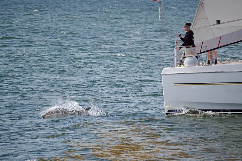 A person on a sailing boat watches a dolphin swimming in the water next to the boat, Moray Firth, Inverness, Scotland, United Kingdom