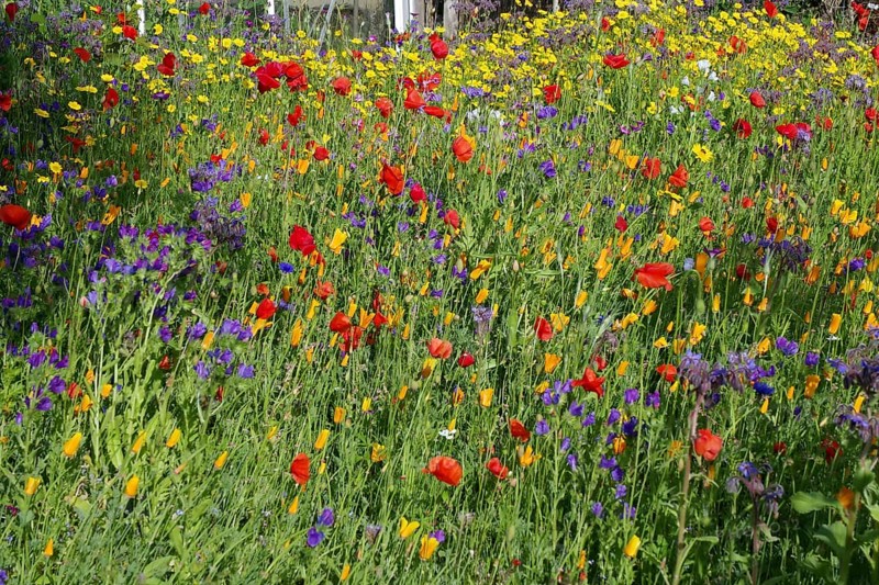 Vibrant flower meadow with a mixture of red, yellow and purple flowers, Aberdeenshire, Scotland, Great Britain
