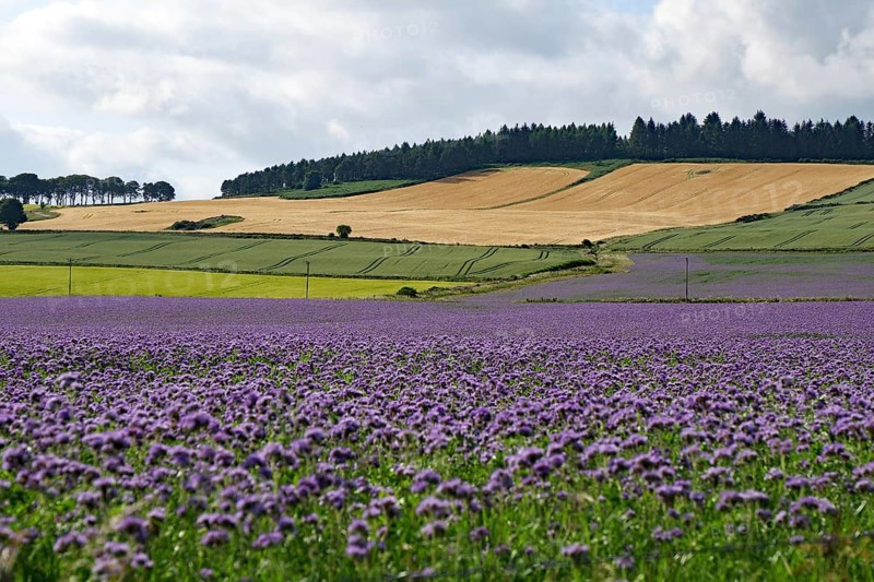 Wide landscape with blooming lavender field and farmland under cloudy sky, Aberdeenshire, Scotland, Great Britain
