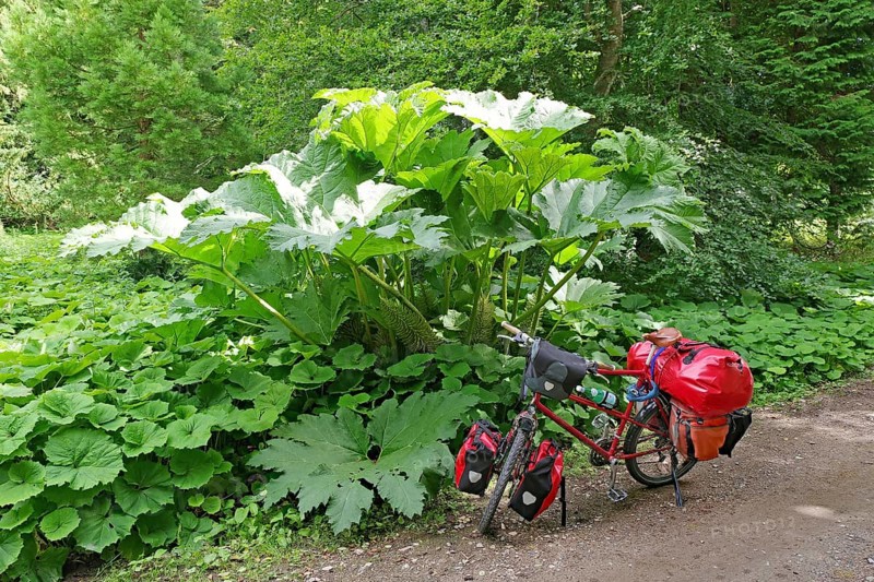A bicycle with panniers stands at the edge of the forest, surrounded by lush green plants, redwood leaf, Aberdeenshire, Scotland, United Kingdom