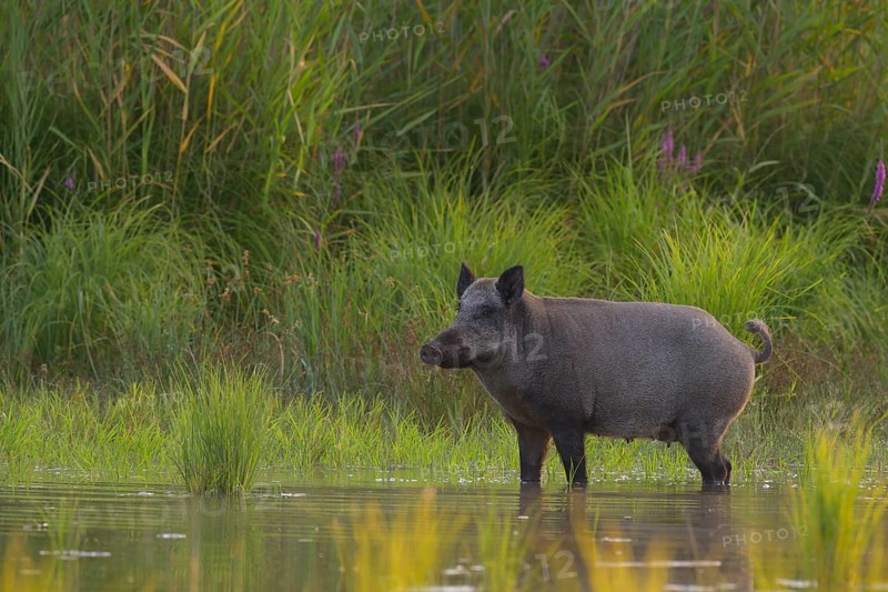 Wild boar (Sus scrofa), standing, water, riparian forest, Lower Austria
