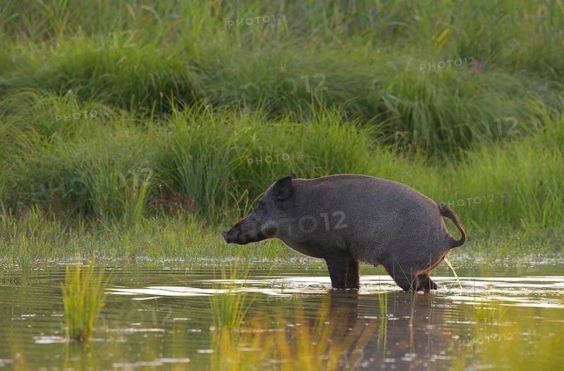 Wild boar (Sus scrofa), standing, urinating, water, riparian forest, Lower Austria