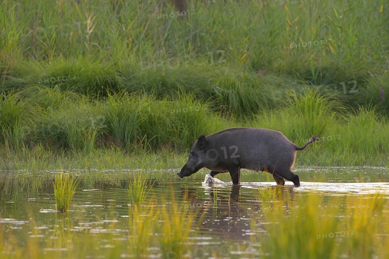 Wild boar (Sus scrofa), walking, water, riparian forest, Lower Austria