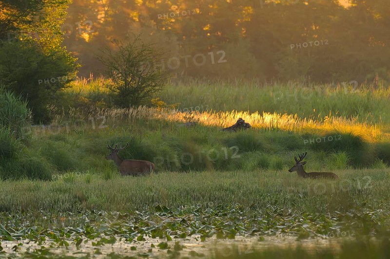 Red deer (Cervus elaphus), walking, morning mood, riparian forest, Lower Austria