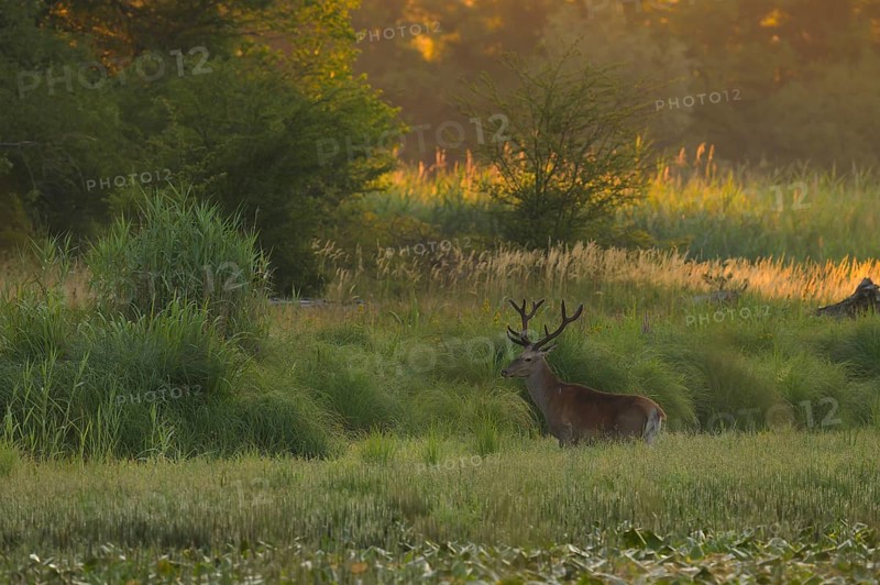 Red deer (Cervus elaphus), standing, morning mood, riparian forest, Lower Austria