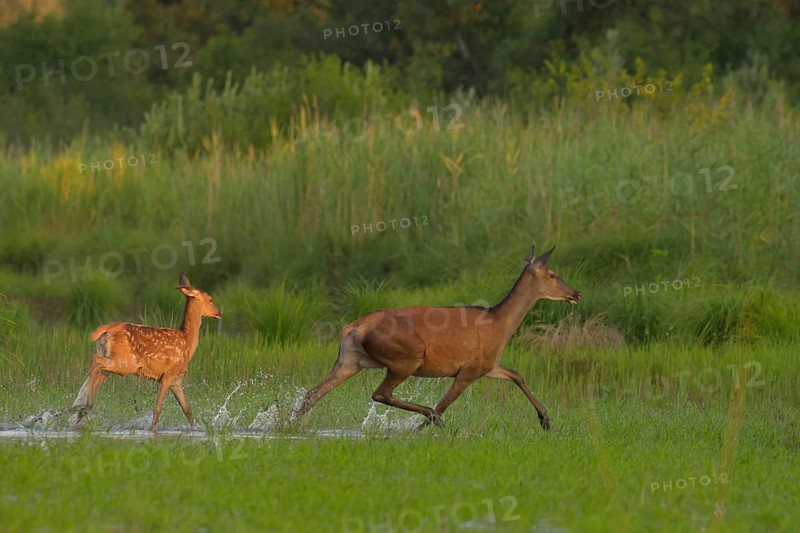 Doe (Cervus elaphus), calf, running, water, riparian forest, Lower Austria