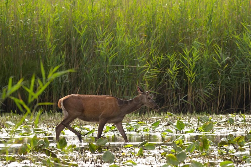 Doe (Cervus elaphus), walking, water, reeds, pond lilies, riparian forest, Lower Austria
