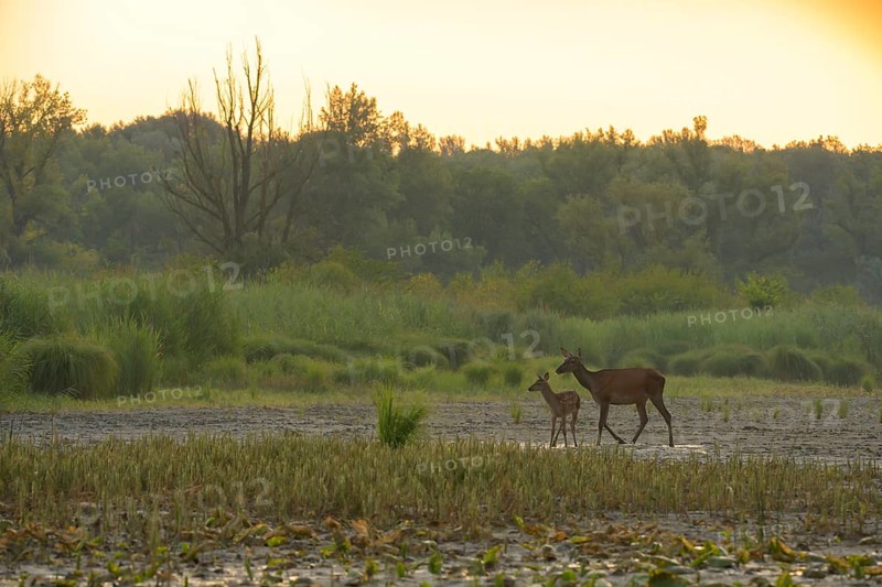 Doe, calf (Cervus elaphus), standing, riparian forest, Lower Austria