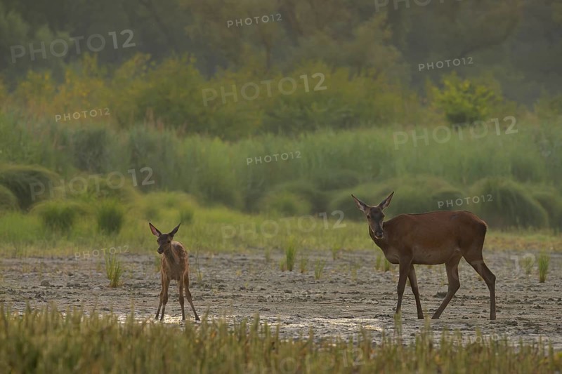 Doe, calf (Cervus elaphus), standing, riparian forest, Lower Austria