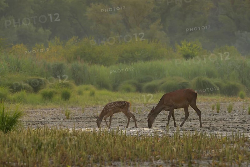Doe, calf (Cervus elaphus), standing, drinking, riparian forest, Lower Austria