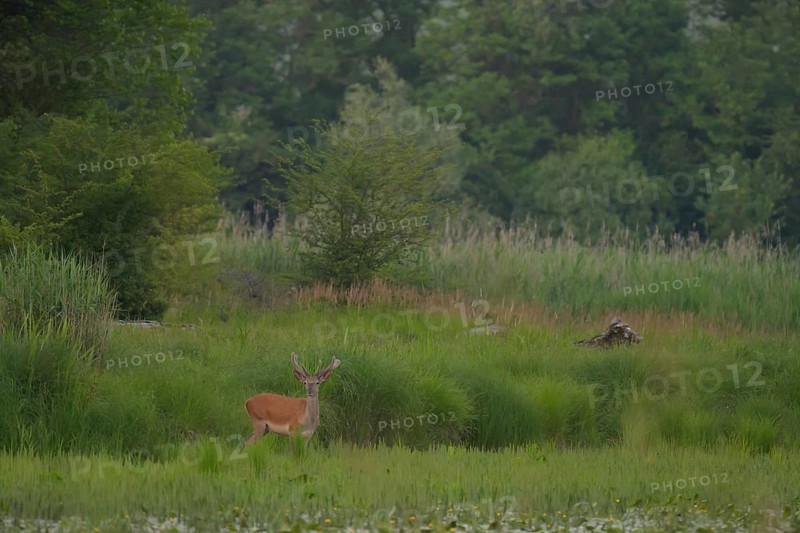Red deer (Cervus elaphus), standing, riparian forest, Lower Austria