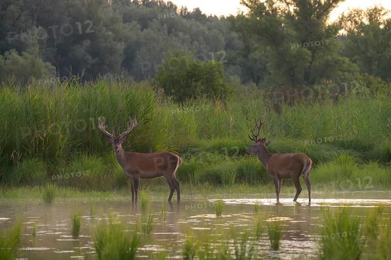 Red deer (Cervus elaphus), standing, water, riparian forest, Lower Austria