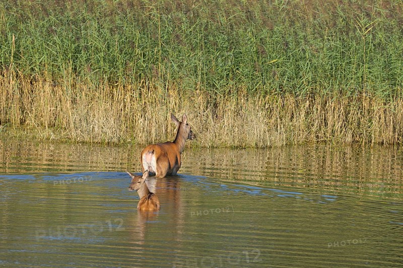 Doe (Cervus elaphus), calf, walking, water, reeds, Lower Austria