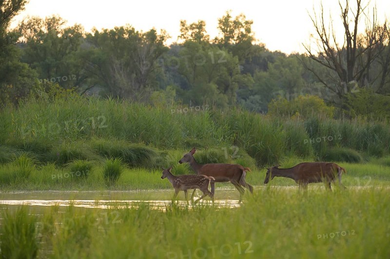 Red deer (Cervus elaphus), calf, water, riparian forest, Lower Austria