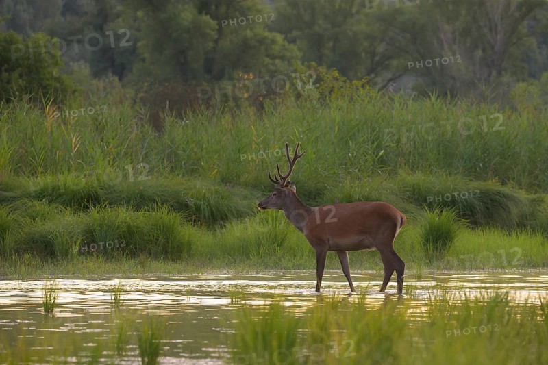 Red deer (Cervus elaphus), standing, water, riparian forest, Lower Austria
