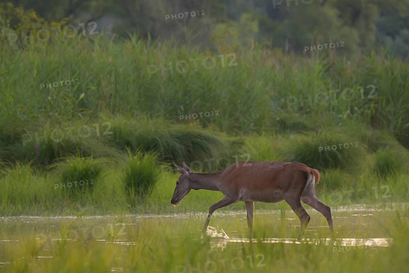 Doe (Cervus elaphus), walking, water, riparian forest, Lower Austria