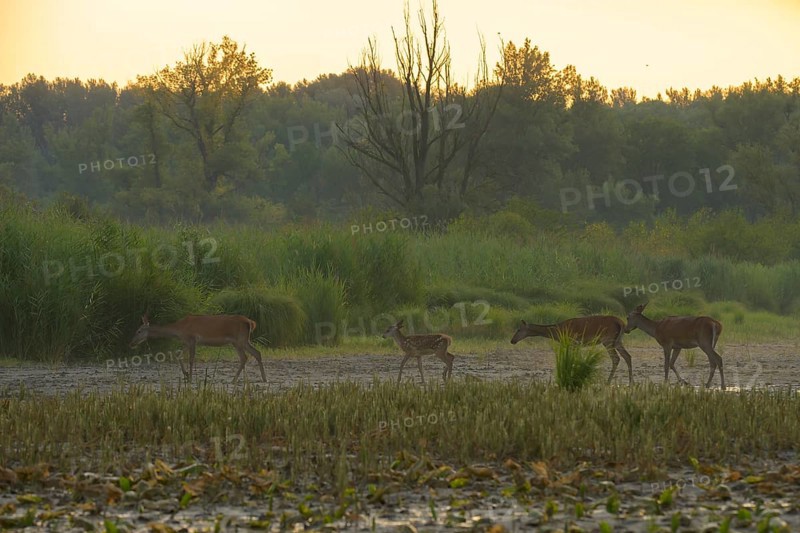 Red deer, calf (Cervus elaphus), walking, riparian forest, Lower Austria