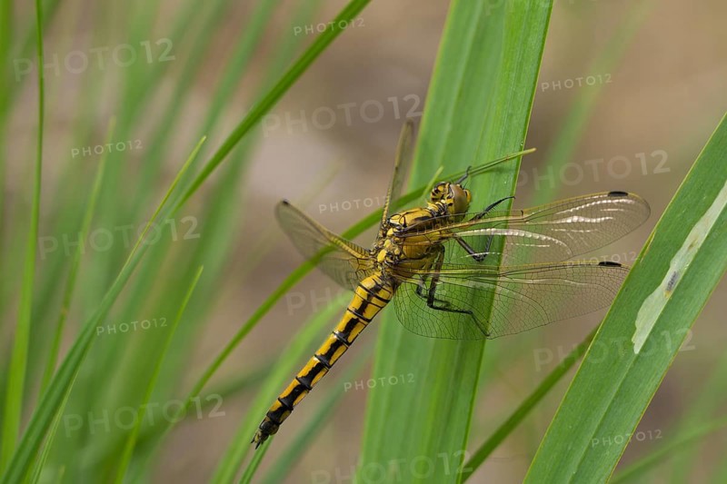 Blue Arrow (Orthetrum cancellatum), dragonfly, sitting, Lower Austria