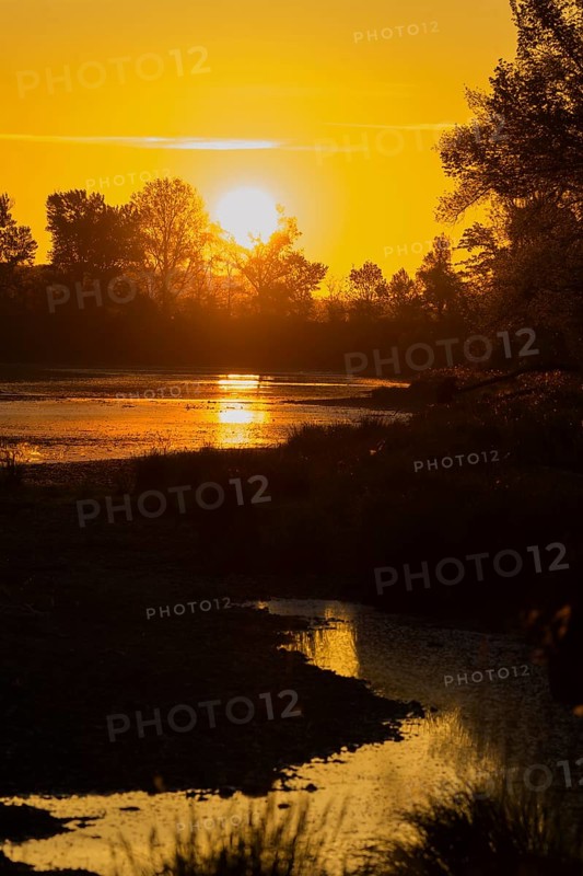 Morning atmosphere, riparian forest, sunrise, Lower Austria