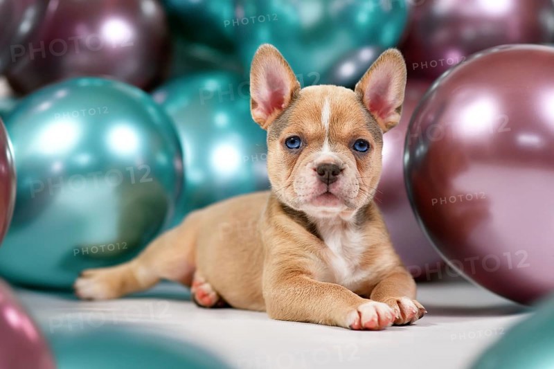6 weeks old healthy French Bulldog dog puppy in fornt of colorful balloons