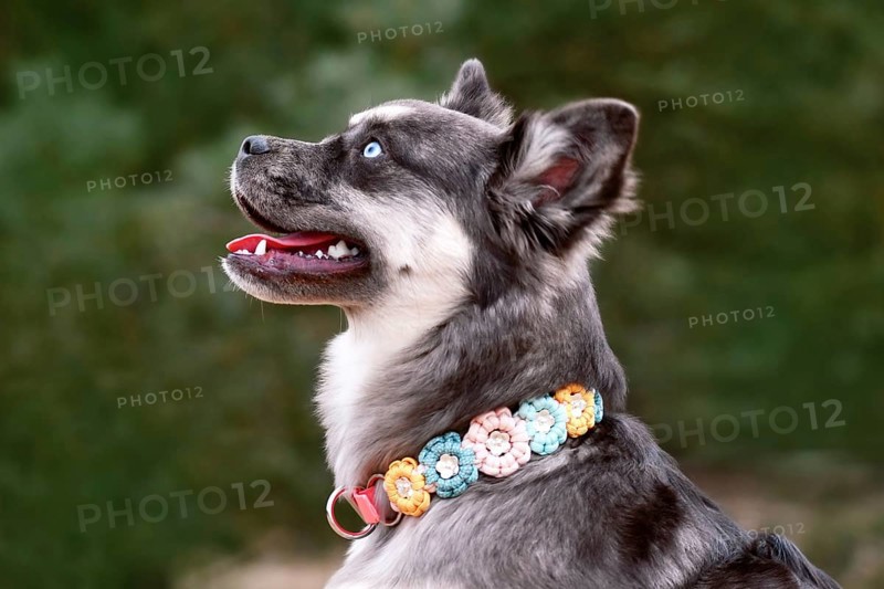 Portrait of cute French Bulldog x Siberian Husky dog mix with paracord flower collar