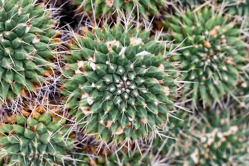Close up of small Mammillaria cactus plant