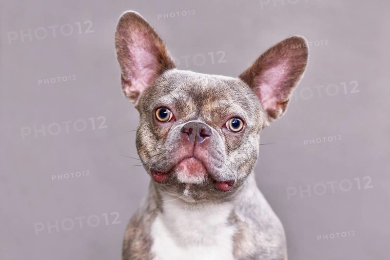 Portrait of lilac brindle French Bulldog dog in front of gray background