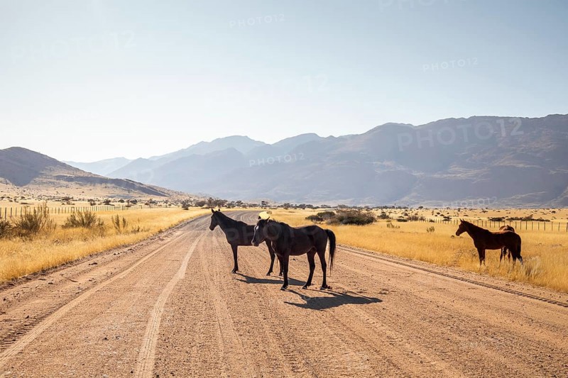 The remote desert around Solitaire, Namibia, is home to resilient wildlife, including wild horses adapted to the harsh Namib Desert