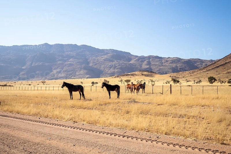 The remote desert around Solitaire, Namibia, is home to resilient wildlife, including wild horses adapted to the harsh Namib Desert