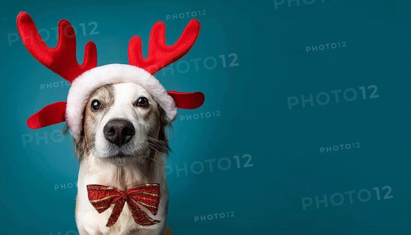Adorable dog celebrating christmas with festive antlers and bow tie against a vibrant teal backdrop, AI generated