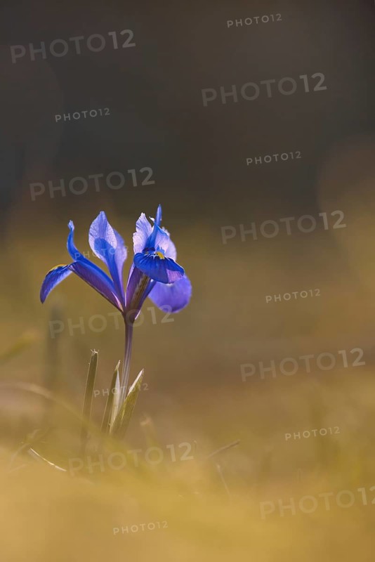 Reticulated iris (Iris reticulata), Rhineland-Palatinate, Germany