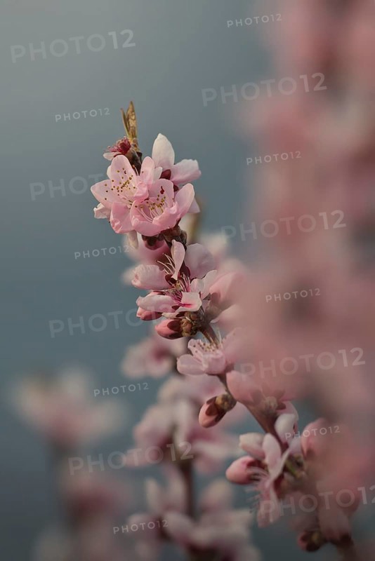 Almond blossom, Rhineland-Palatinate, Germany